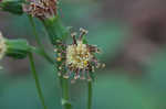 Rugel's Indianplantain <BR>Rugel's ragwort